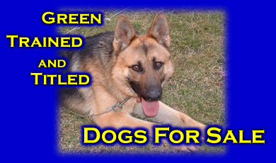 Green, Trained, and Titled Dogs For Sale