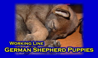 In Kennel Dog Training Ohio Michigan