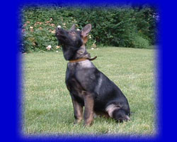 In Kennel Dog Training
