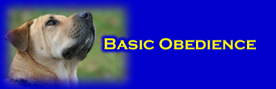 Basic Dog Obedience Training