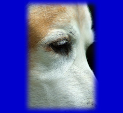 One on One Dog Training